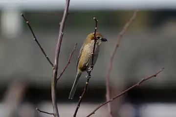 AFボーグ BORG60EDで撮影した写した野鳥・モズの写真画像