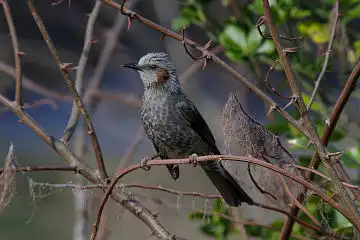 AFボーグ BORG60EDで撮影した写した野鳥・ヒヨドリの写真画像