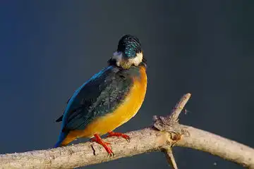 AFボーグ BORG60EDで撮影した写した野鳥・カワセミの写真画像