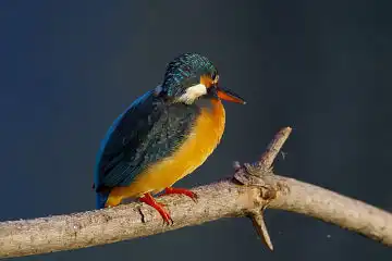 AFボーグ BORG60EDで撮影した写した野鳥・カワセミの写真画像