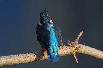 AFボーグ BORG60EDで撮影した写した野鳥・カワセミの写真画像