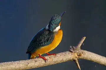 AFボーグ BORG60EDで撮影した写した野鳥・カワセミの写真画像