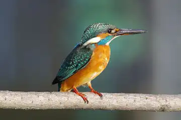 AFボーグ BORG60EDで撮影した写した野鳥・カワセミの写真画像