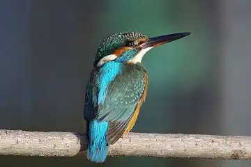 AFボーグ BORG60EDで撮影した写した野鳥・カワセミの写真画像