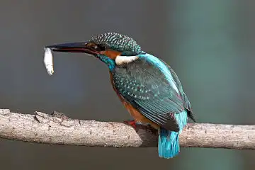 AFボーグ BORG60EDで撮影した写した野鳥・カワセミの写真画像
