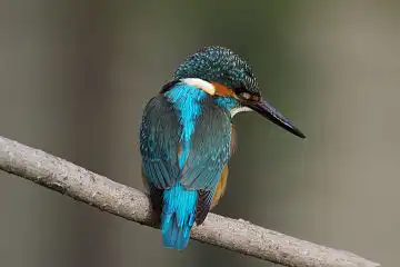 AFボーグ BORG60EDで撮影した写した野鳥・カワセミの写真画像