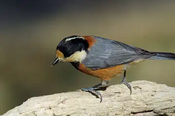 AFボーグ BORG60EDで撮影した写した野鳥・ヤマガラの写真画像