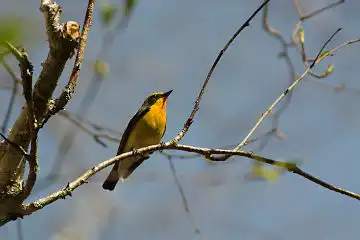 AFボーグ BORG60EDで撮影した写した野鳥・キビタキの写真画像