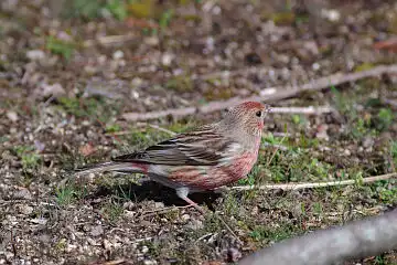 AFボーグ BORG60EDで撮影した写した野鳥・オオマシコの写真画像