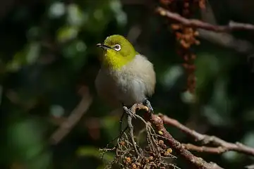 AFボーグ BORG60EDで撮影した写した野鳥・メジロの写真画像