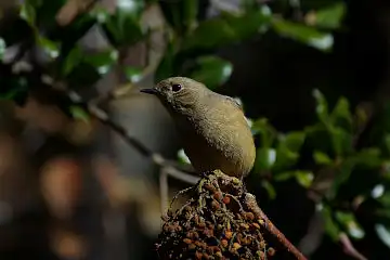 AFボーグ BORG60EDで撮影した写した野鳥・ジョウビタキの写真画像