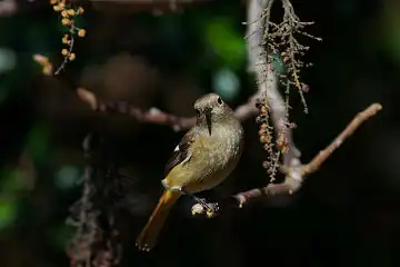 AFボーグ BORG60EDで撮影した写した野鳥・ジョウビタキの写真画像