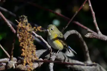 AFボーグ BORG60EDで撮影した写した野鳥・ルリビタキの写真画像