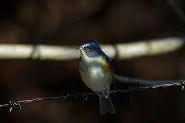 AFボーグ BORG60EDで撮影した写した野鳥・ルリビタキの写真画像
