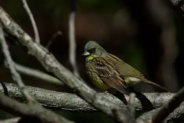 AFボーグ BORG60EDで撮影した写した野鳥・アオジの写真画像