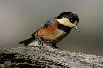 AFボーグ BORG71FLで撮影した野鳥・ヤマガラの写真画像