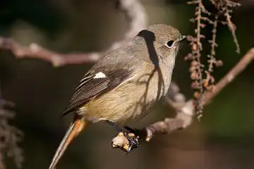 AFボーグ BORG71FLで撮影した野鳥・ジョウビタキの写真画像