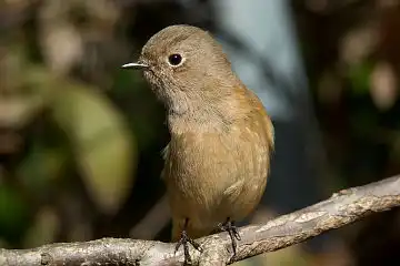 AFボーグ BORG71FLで撮影した野鳥・ジョウビタキの写真画像