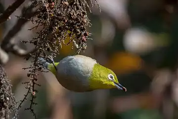 AFボーグ BORG71FLで撮影した野鳥・メジロの写真画像