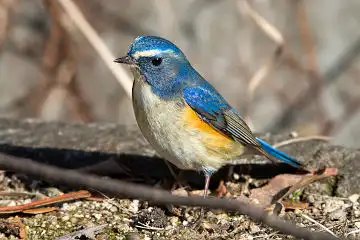 AFボーグ BORG71FLで撮影した野鳥・ルリビタキの写真画像