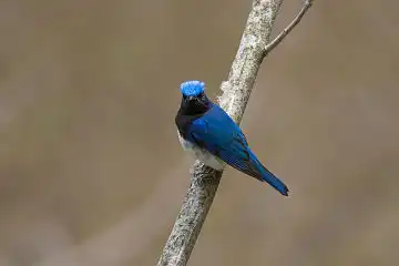 AFボーグ BORG71FLで撮影した野鳥・オオルリの写真画像