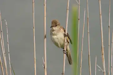 AFボーグ BORG71FLで撮影した野鳥・オオヨシキリの写真画像