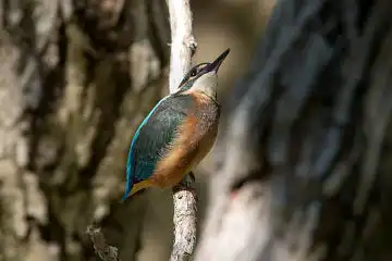 AFボーグ BORG71FLで撮影した野鳥・カワセミの写真画像