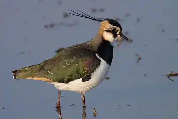 AFボーグ BORG71FLで撮影した野鳥・タゲリの写真画像
