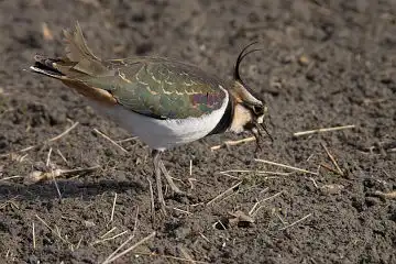 AFボーグ BORG71FLで撮影した野鳥・タゲリの写真画像