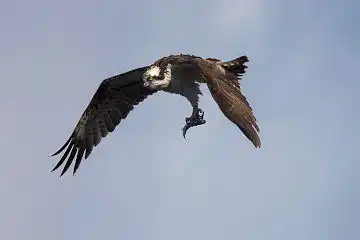 AFボーグ BORG71FLで撮影した野鳥・ミサゴの写真画像