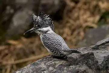AFボーグ BORG71FLで撮影した野鳥・ヤマセミの写真画像