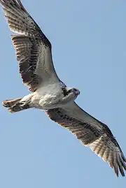 AFボーグ BORG71FLで撮影した野鳥・ミサゴの写真画像