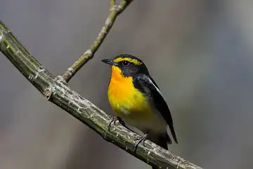 AFボーグ BORG71FLで撮影した野鳥・キビタキの写真画像