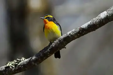AFボーグ BORG71FLで撮影した野鳥・キビタキの写真画像