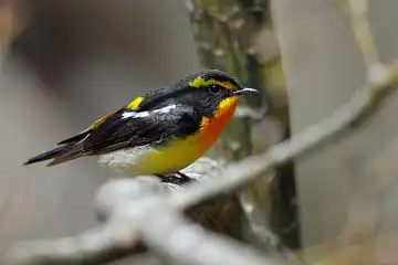 AFボーグ BORG71FLで撮影した野鳥・キビタキの写真画像