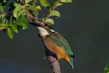 AFボーグ BORG71FLで撮影した野鳥・カワセミの写真画像
