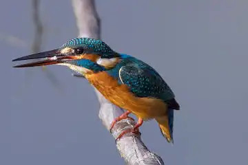 AFボーグ BORG71FLで撮影した野鳥・カワセミの写真画像