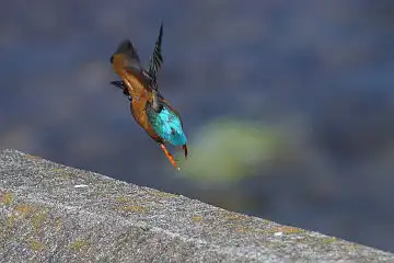 AFボーグ BORG71FLで撮影した野鳥・カワセミの写真画像