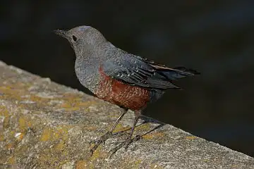 AFボーグ BORG71FLで撮影した野鳥・イソヒヨドリの写真画像