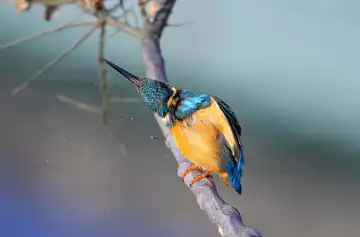 AFボーグ BORG71FLで撮影した野鳥・カワセミの写真画像