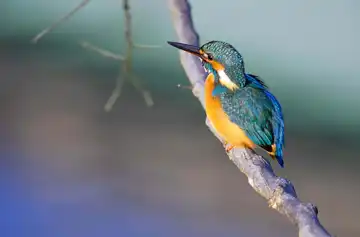 AFボーグ BORG71FLで撮影した野鳥・カワセミの写真画像