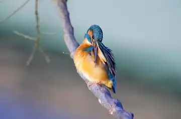 AFボーグ BORG71FLで撮影した野鳥・カワセミの写真画像