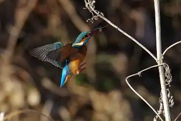 AFボーグ BORG71FLで撮影した野鳥・カワセミの写真画像