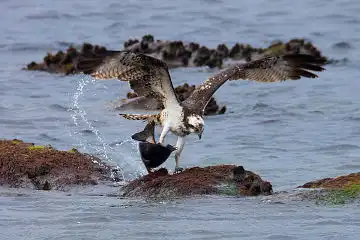 AFボーグ BORG71FLで撮影した野鳥・ミサゴの写真画像