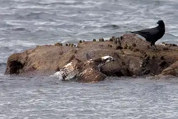 AFボーグ BORG71FLで撮影した野鳥・ミサゴの写真画像