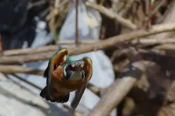AFボーグ BORG71FLで撮影した野鳥・カワセミの写真画像