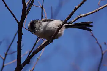 AFボーグ BORG71FLで撮影した野鳥・エナガの写真画像