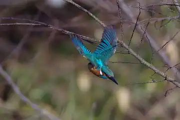 AFボーグ BORG71FLで撮影した野鳥・カワセミの写真画像