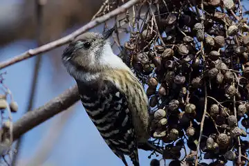 AFボーグ BORG71FLで撮影した野鳥・コゲラの写真画像
