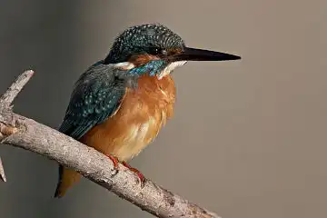 AFボーグ BORG71FLで撮影した野鳥・カワセミの写真画像